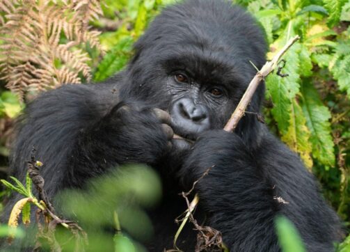 How safe is Gorilla trekking in Uganda?