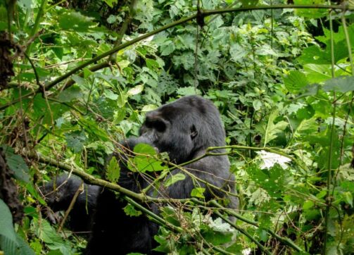 How to Choose the Right Gorilla Trekking Tour