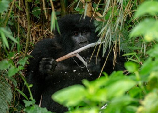 Is Gorilla Trekking done every day?