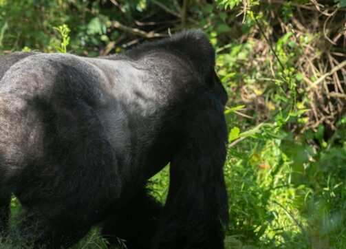 What are the Rules and Regulations of Gorilla Trekking in Uganda and Rwanda?