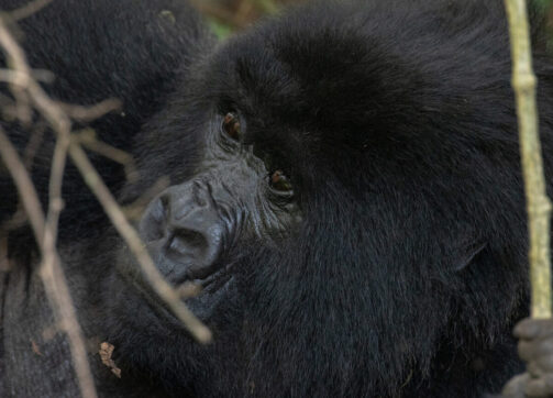 What is the Price of A Gorilla Permit in Uganda?