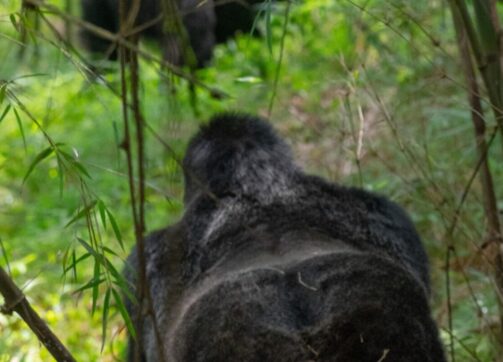 What is the difference between Gorilla trekking and gorilla habituation?