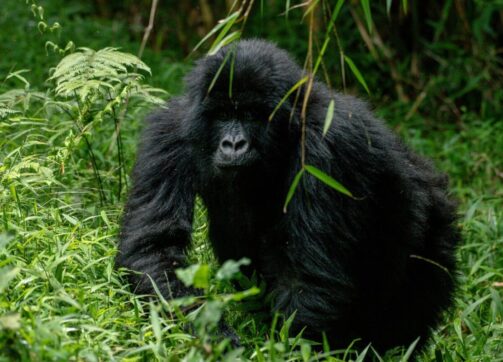 Which Sector is better for Gorilla Trekking?