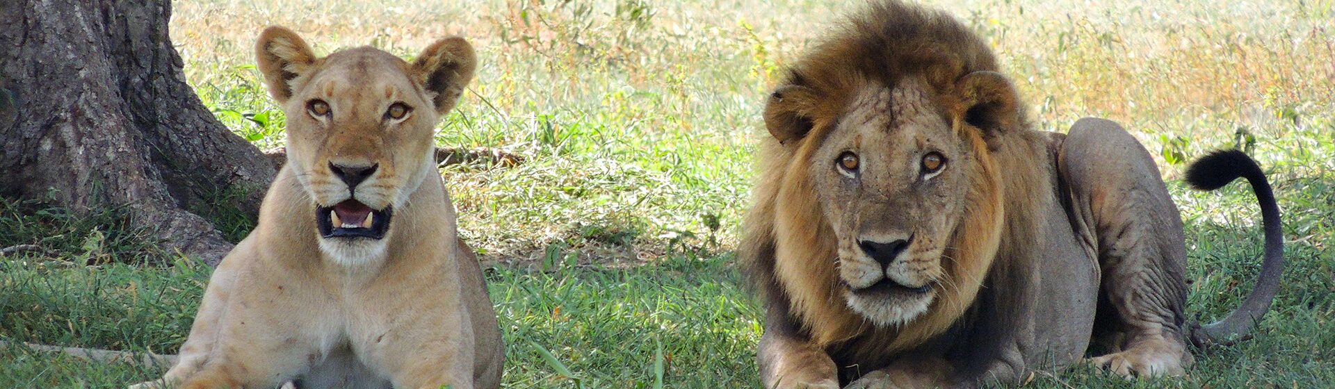Big 5 Safaris