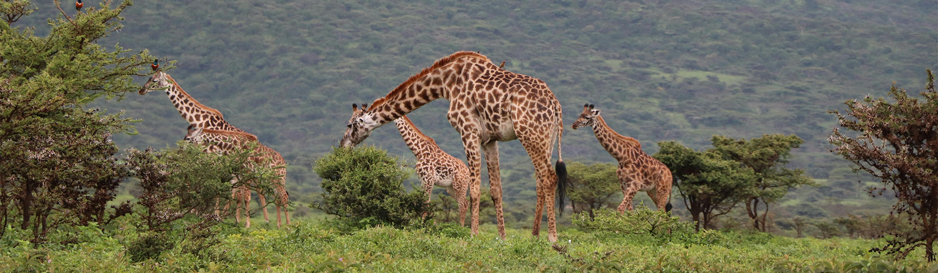 Tanzania