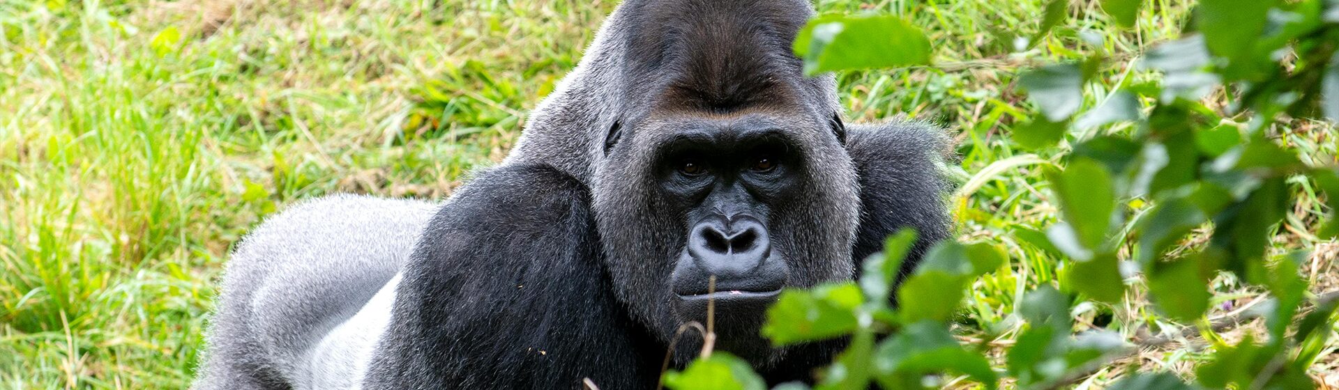 Gorilla Trekking